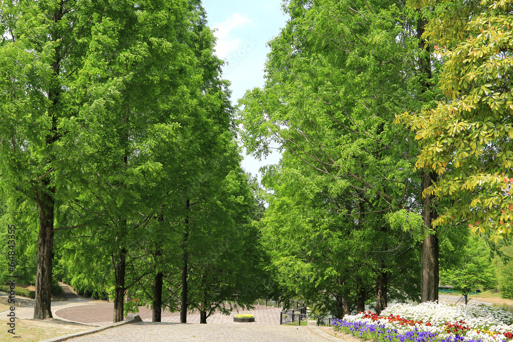 Obraz premium 散策路