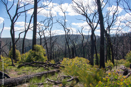 Tableau sur toile Valley scene regrowth Kinglake Bushfire