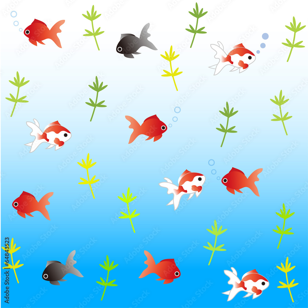 かわいい金魚 かわいい金魚