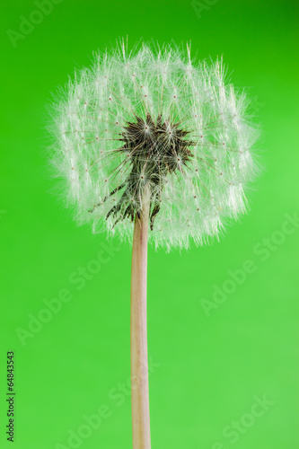 Eco dandelion