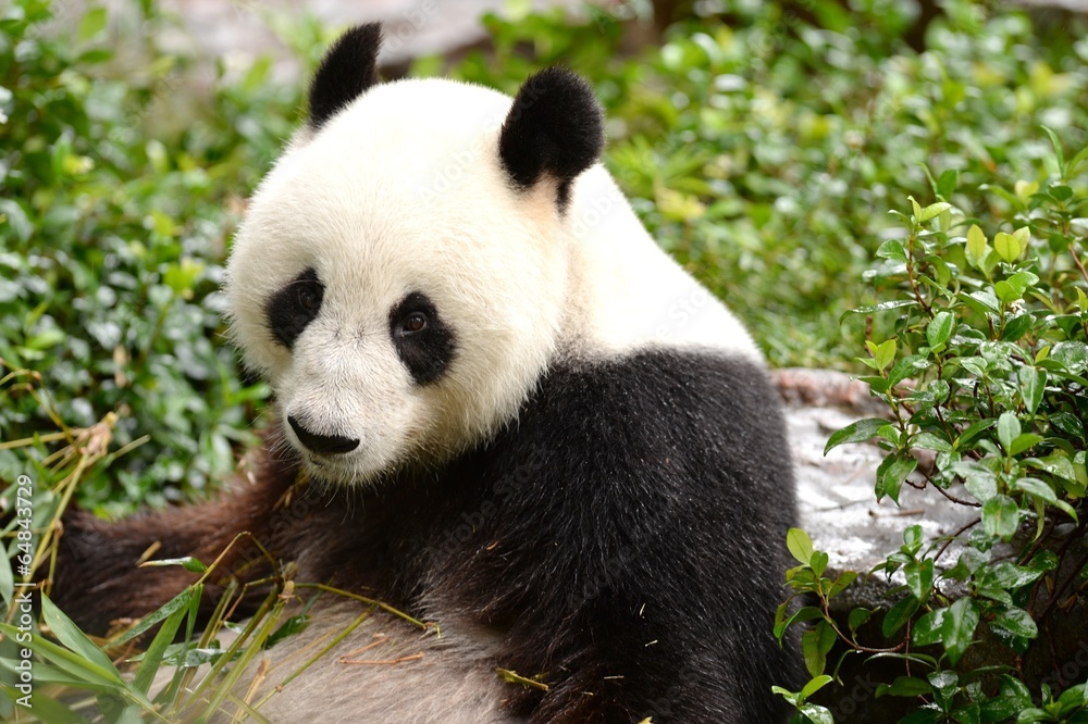 Fototapeta premium Panda