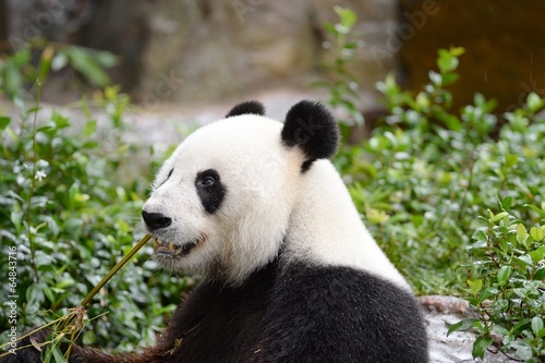 Panda © Kitch Bain