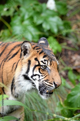 Sumatran Tiger © Kitch Bain