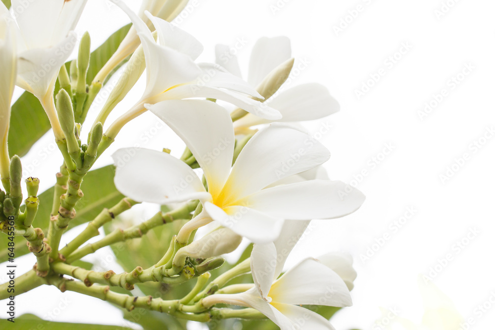 white flowers on white