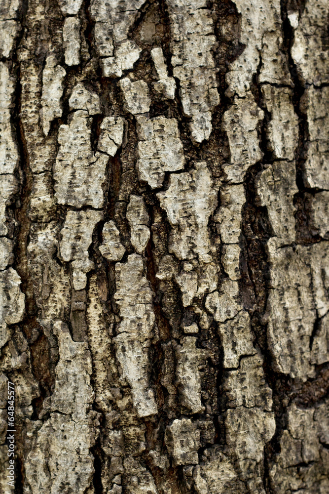 Naklejka premium Wood texture grunge background