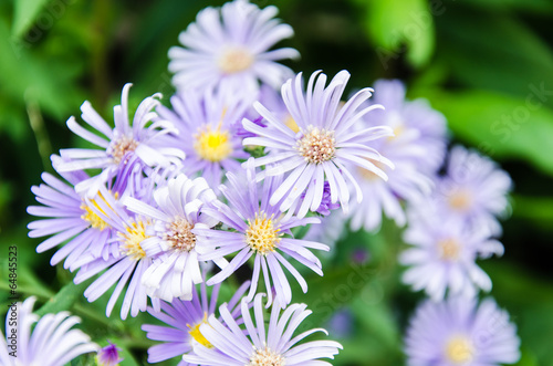 Purple Flower