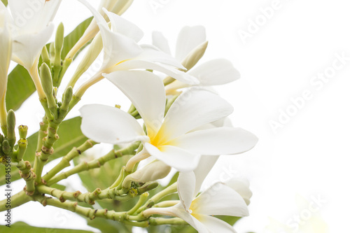 white flowers on white