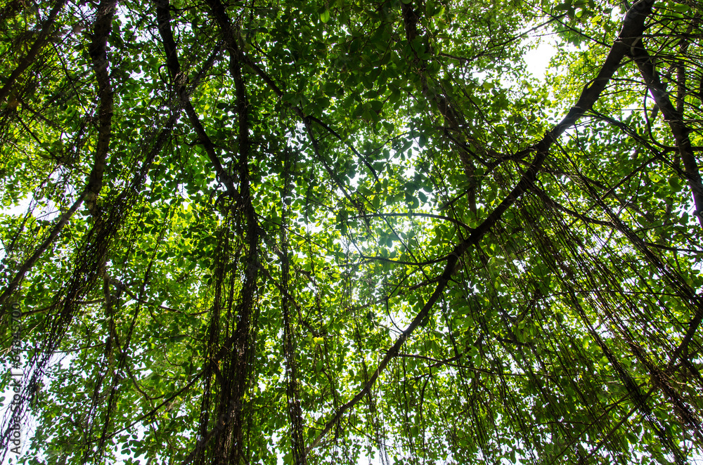 forest