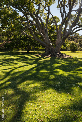Pohutukawa tree shadow on fresh grass