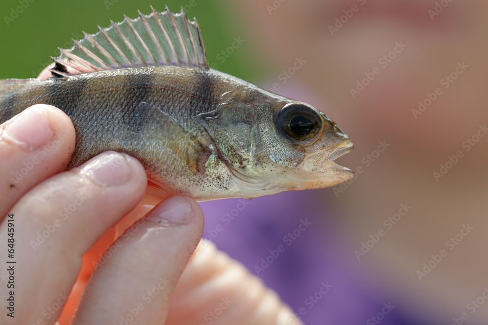 Perche (Perca fluviatilis) Perche (Perca fluviatilis)