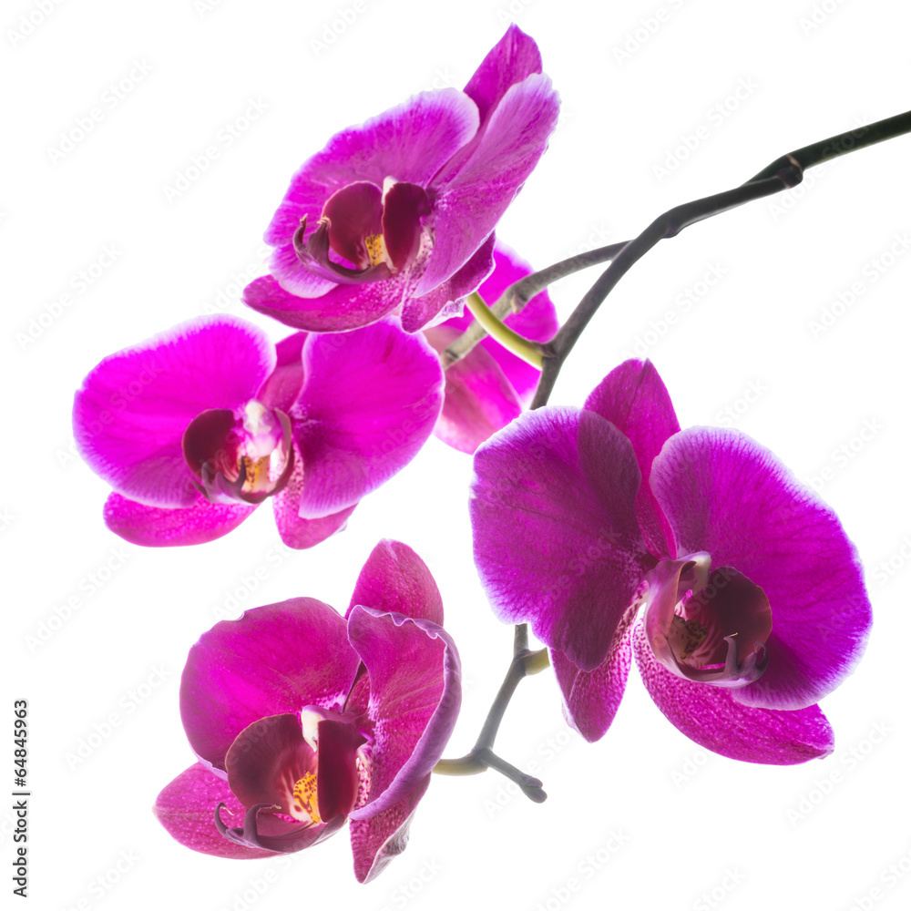 Blooming beautiful violet orchid with bandlet, phalaenopsis iso Blooming beautiful violet orchid with bandlet, phalaenopsis iso