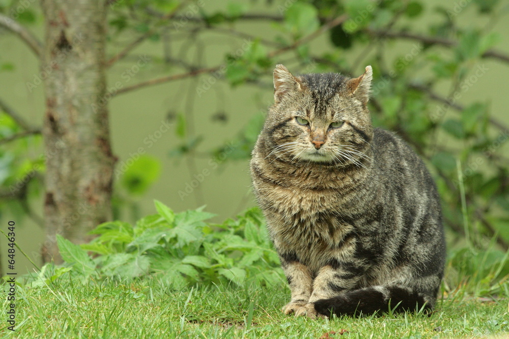 chat de gouttière