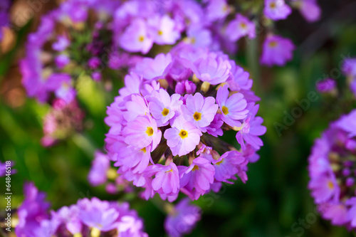 pink flowers