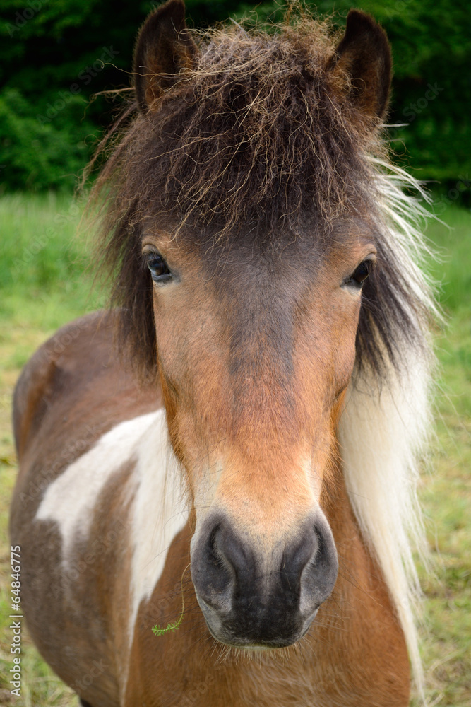 Fototapeta premium Islandstute, h.
