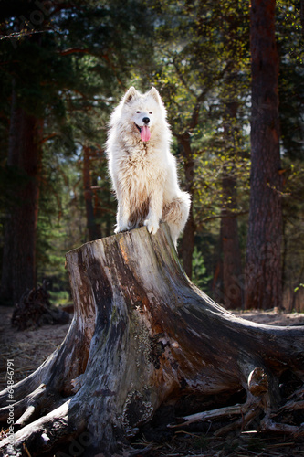 Samoyed dog photo