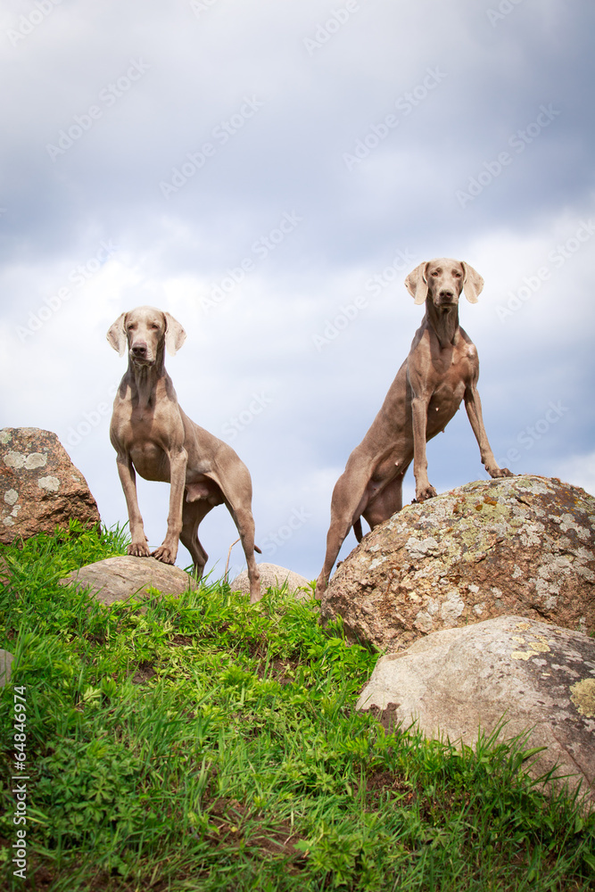 Naklejka premium weimaraner dog