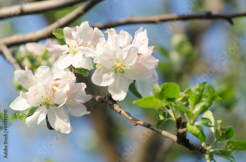 spring blossom of the apple tree