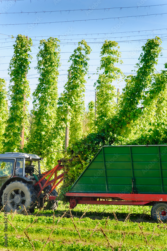 Fototapeta premium Harvesting the Hop