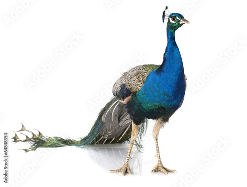 Photo peacock
