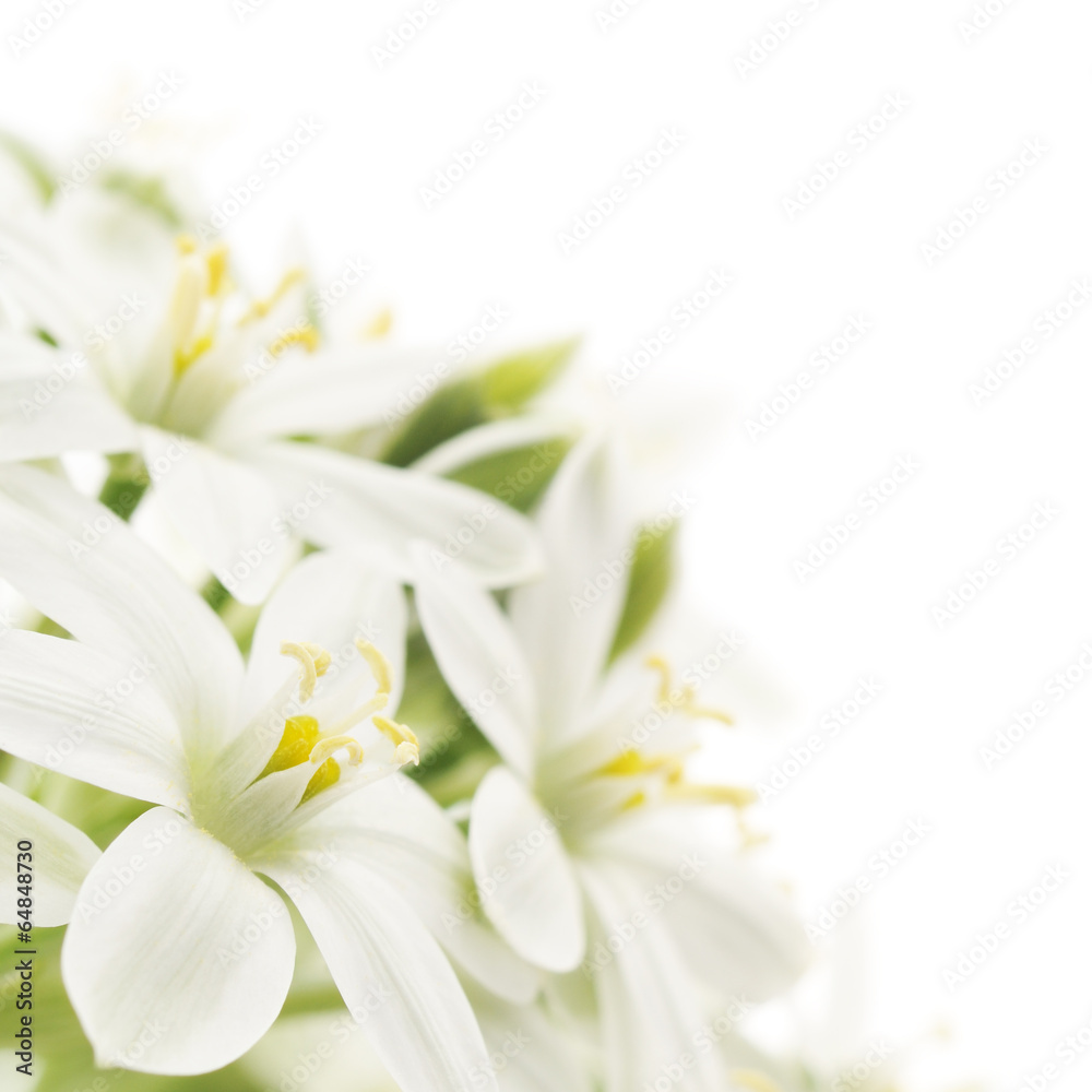Fototapeta premium white flowers background