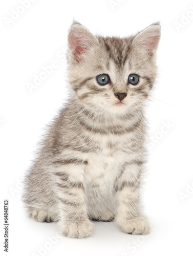 Kitten on a white background