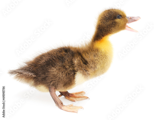one duckling