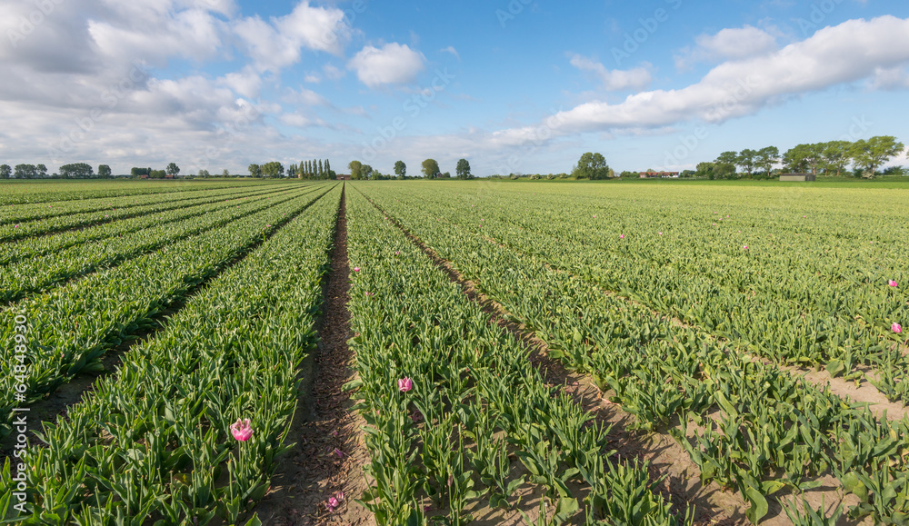 Tulip field after cutting off the flowerheads Tulip field after cutting off the flowerheads