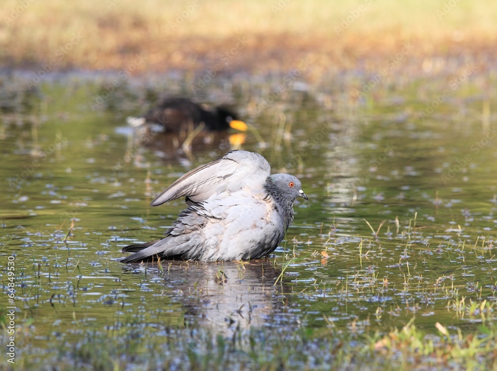 Pigeon bathing