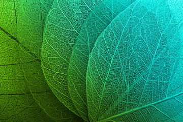 Macro leaves background