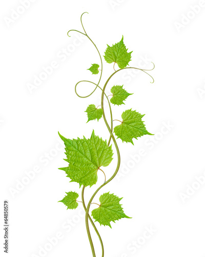 grape leaves