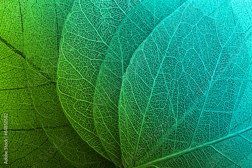 Macro leaves background