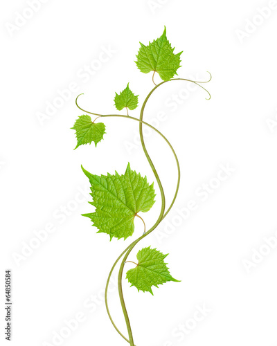 grape leaves