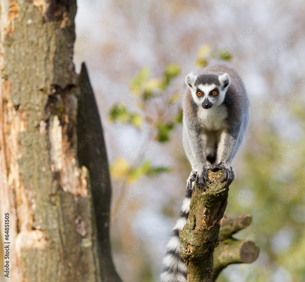 Fototapeta premium Ring-tailed lemur (Lemur catta) in a tree