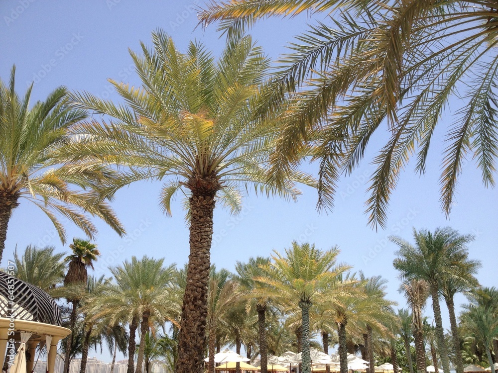 Palms Palms