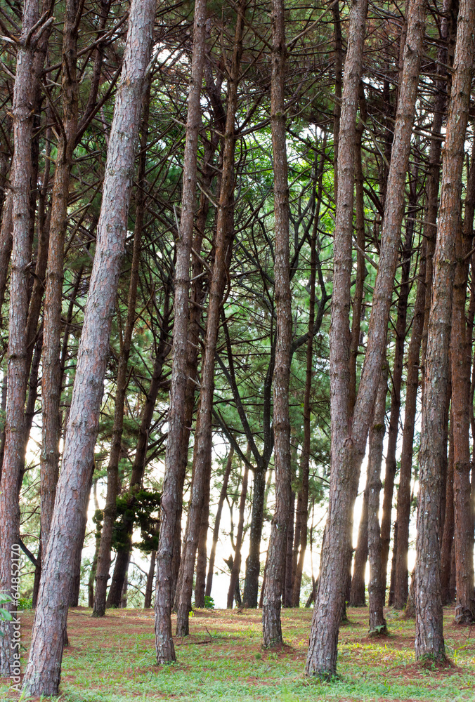 Pine woods.nature green wood sunlight backgrounds. Pine woods.nature green wood sunlight backgrounds.