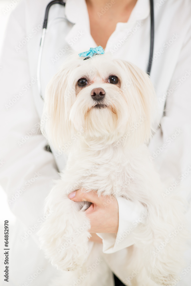 Obraz premium Maltese dog