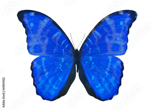 blue isolated on white butterfly
