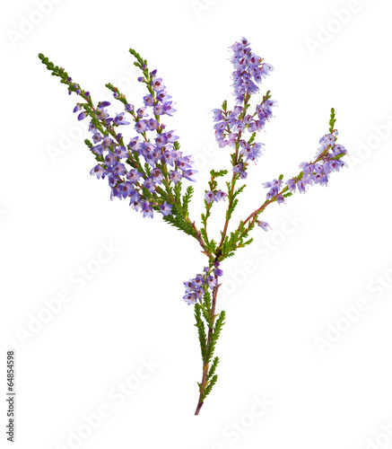 blue isolated on white heather branch