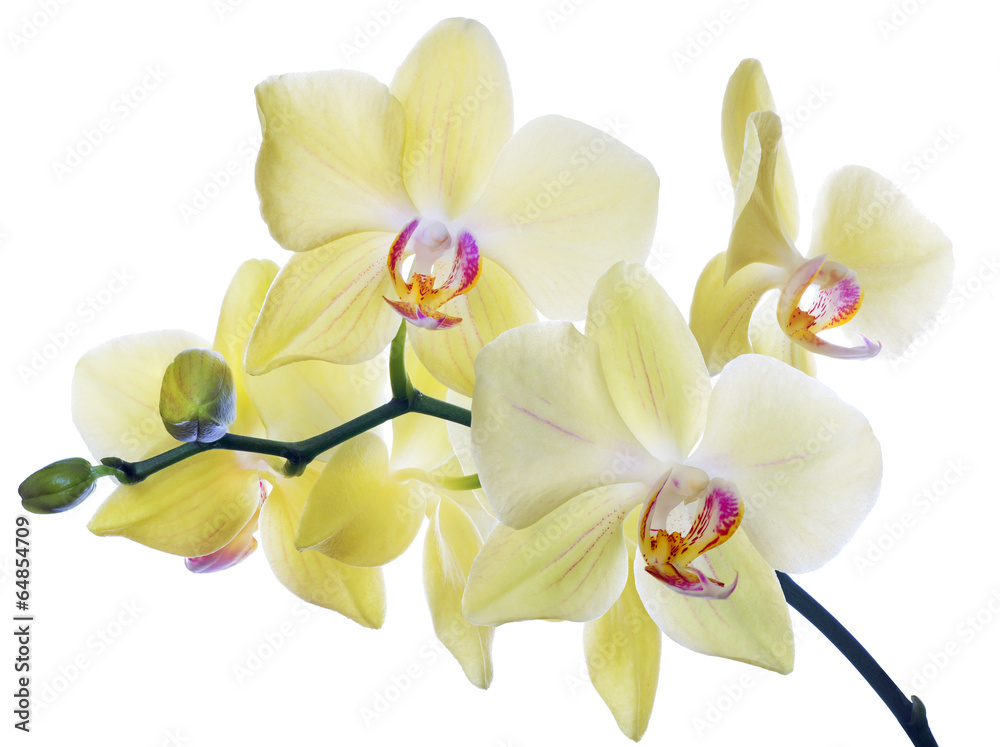 Fototapeta premium fine lemon yellow orchids on white