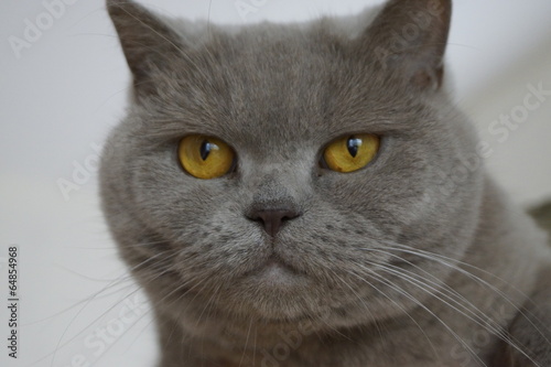 Kartäuser Katze