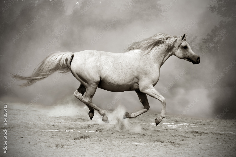 silver-white stallion in dust silver-white stallion in dust