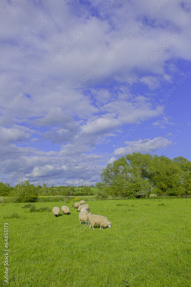 Fototapeta premium sheep