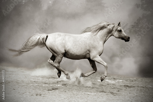 silver-white stallion in dust #64855113
