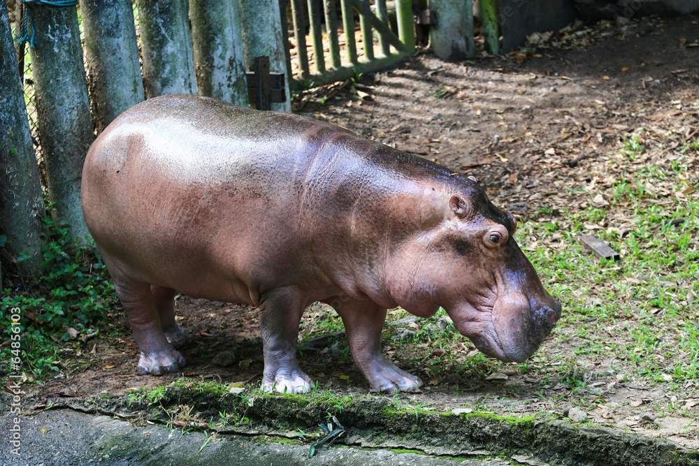 Hippo out of water Hippo out of water