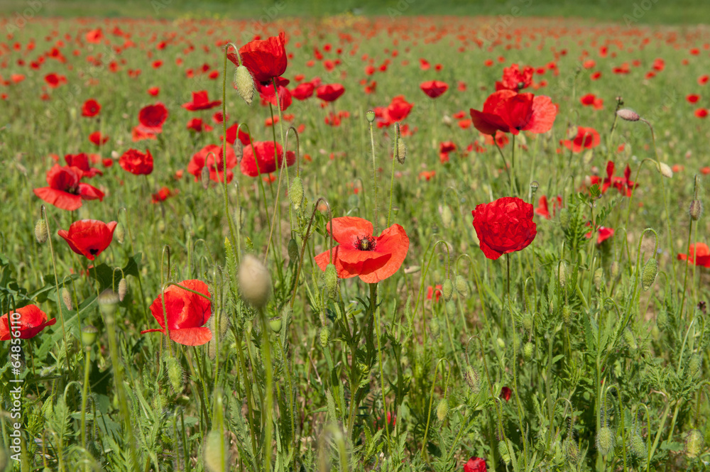Fototapeta premium campo di papaveri