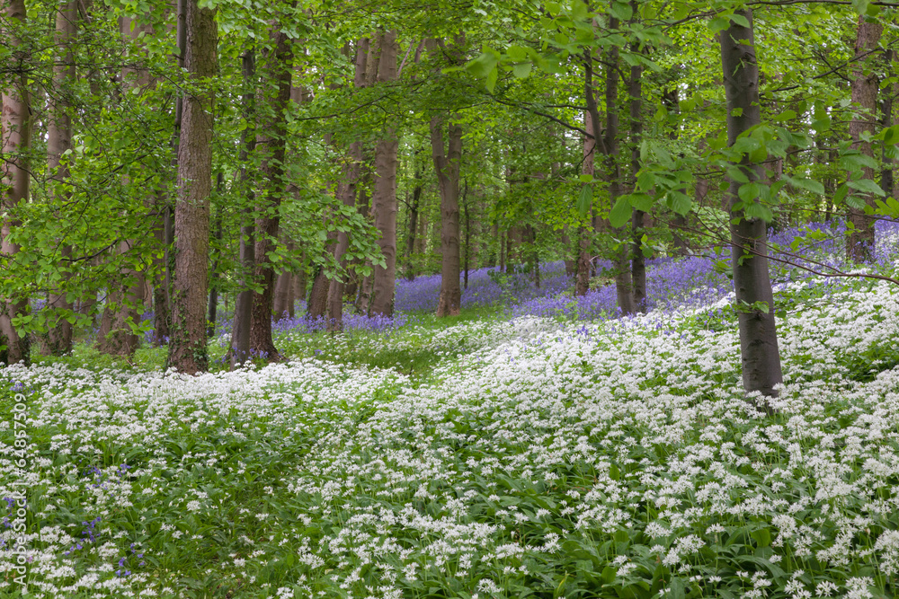 Naklejka premium scented wood with wild garlic flowers