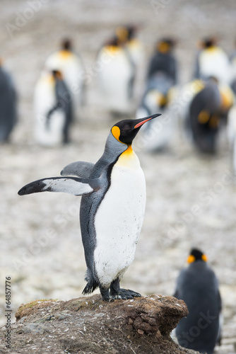 King penguin, Antarctica