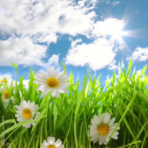 Flowers with grassy field on blue sky and sunshine