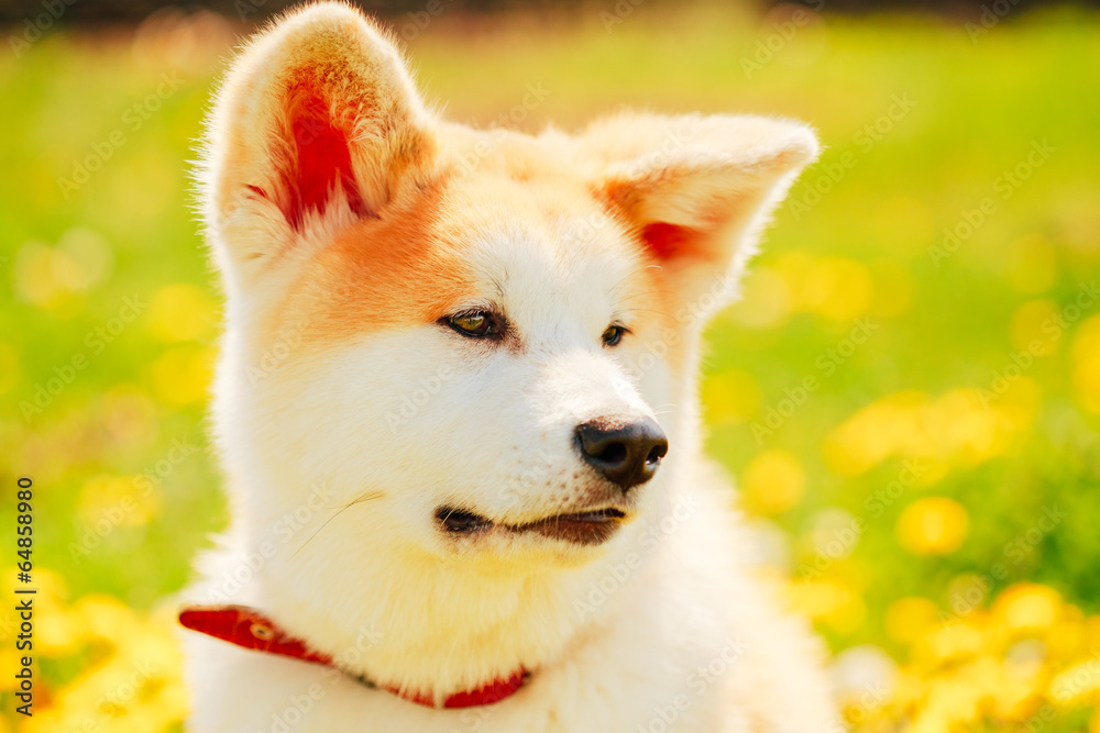 Fototapeta premium Akita Dog (Akita Inu, Japanese Akita)