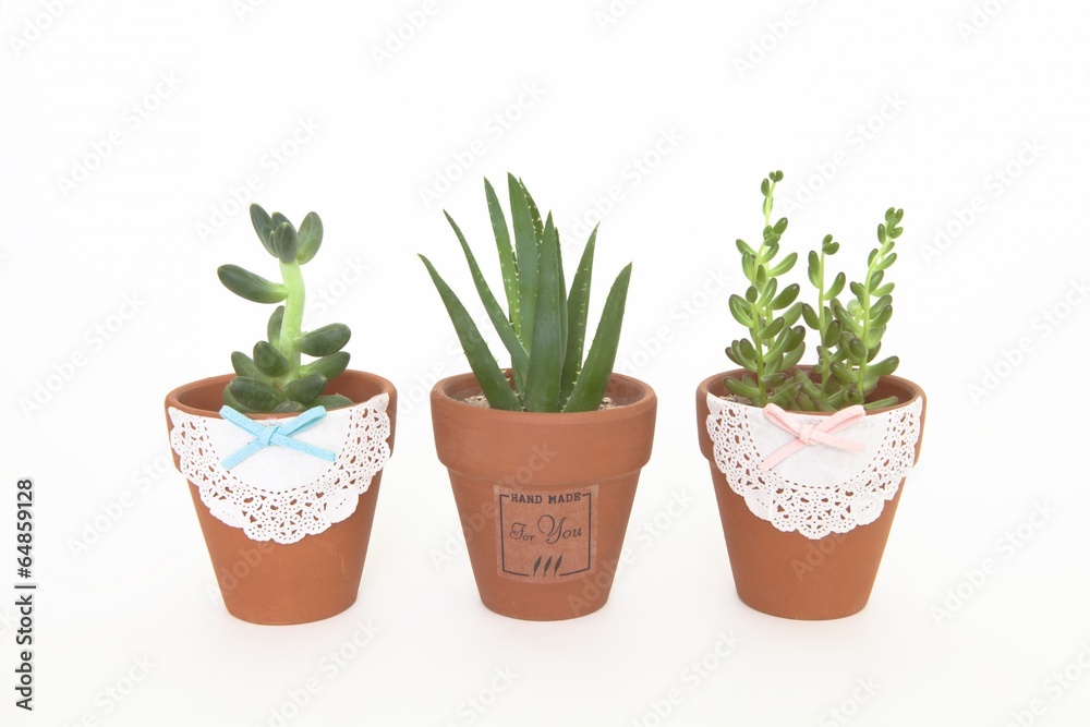 Fototapeta premium Ceramic pots with herbs